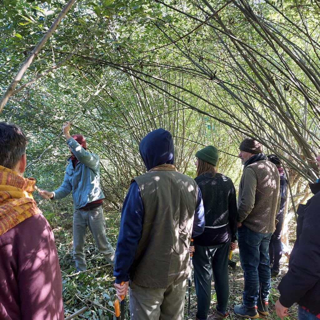 Digital Landscaping Guide - How to Build a Wattle & Daub Wall - PDF Download